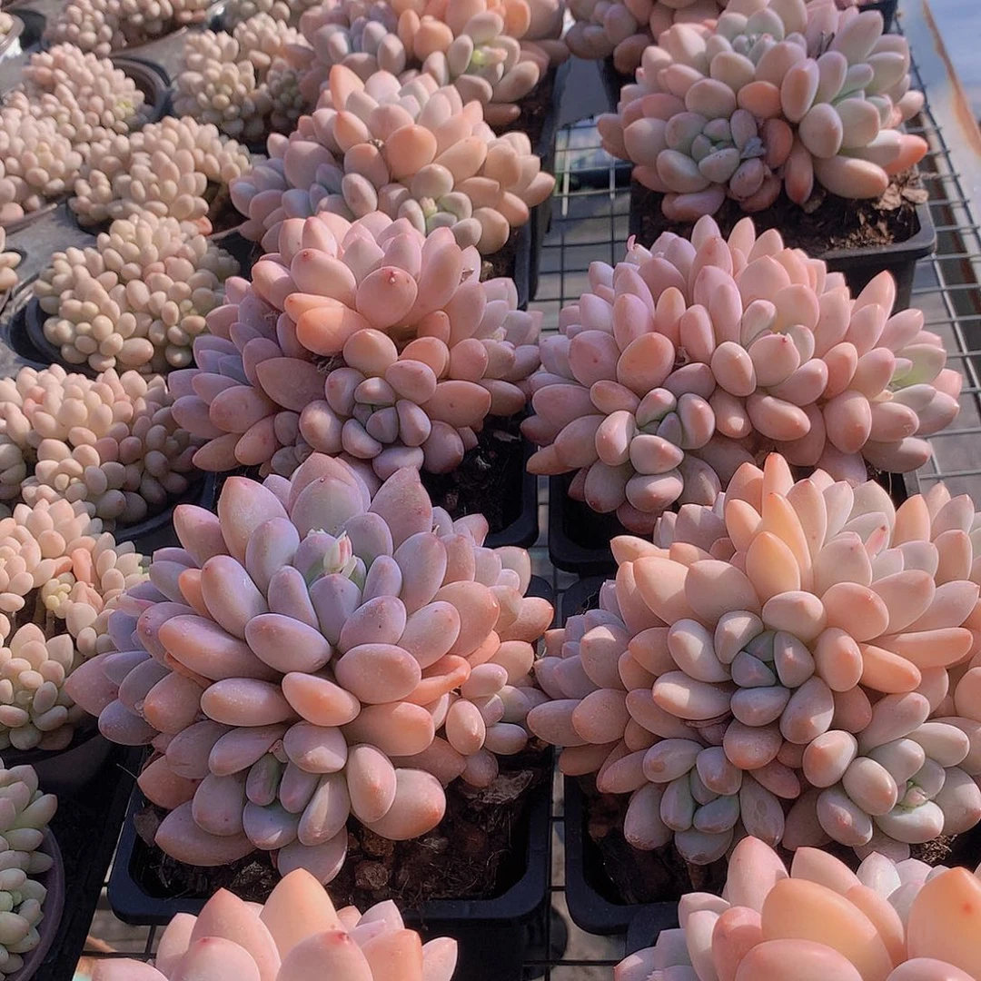 大香水群2457899000000