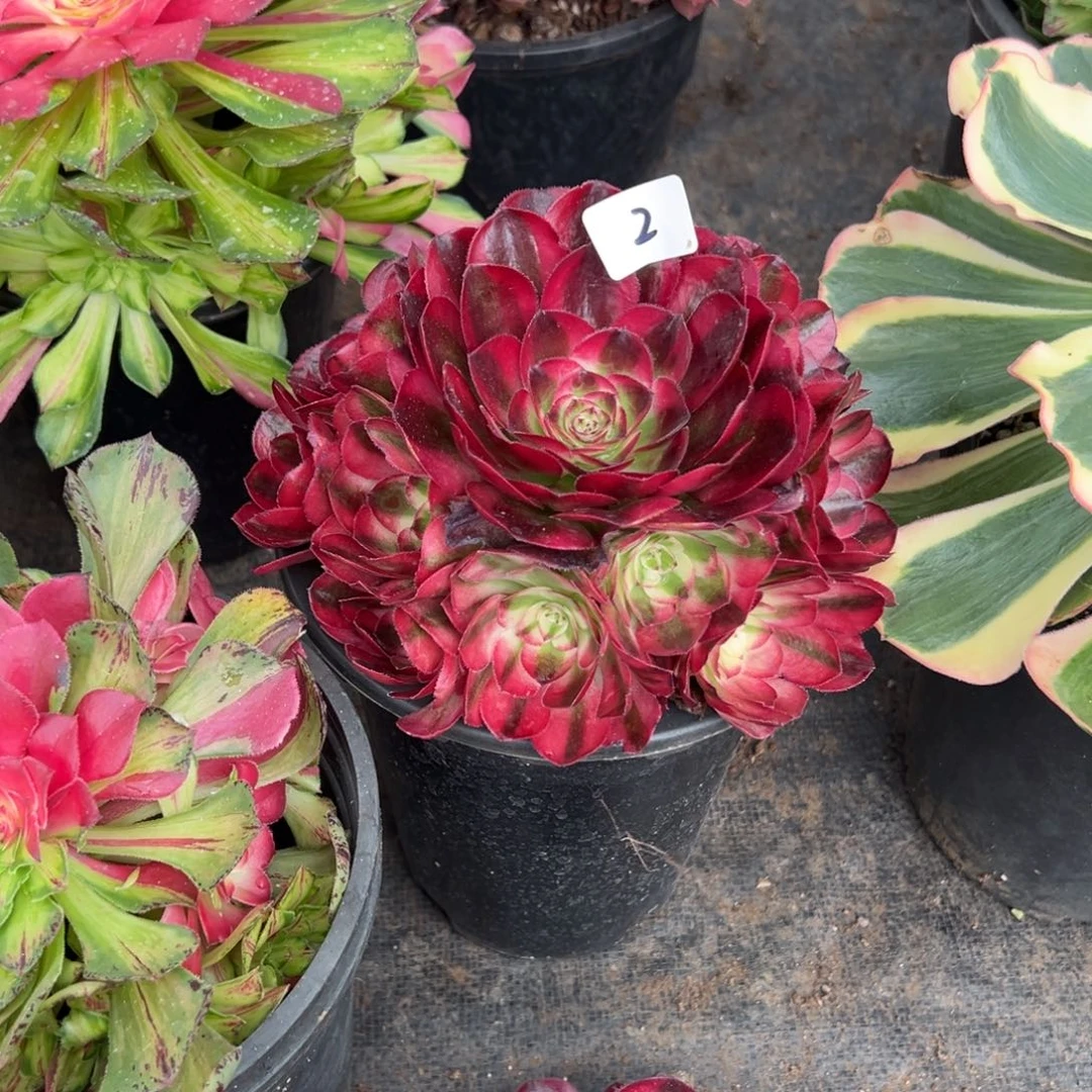 2鸿运多肉无根多肉