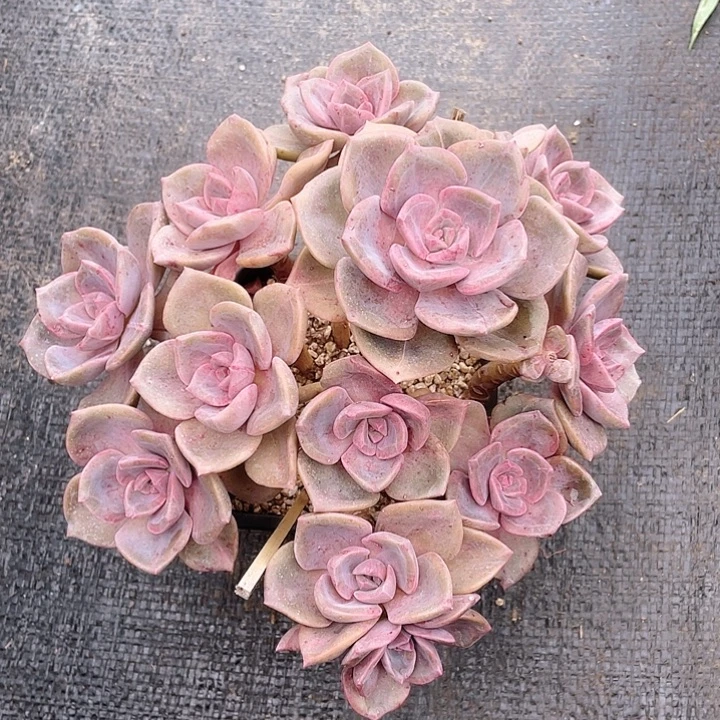 老桩粗腿琉璃展20cm