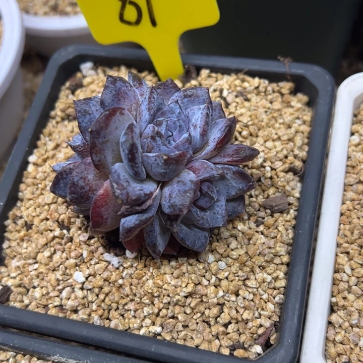 黑松露 群生 夏鸣园艺