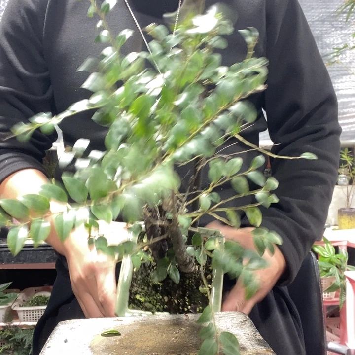 以实际为准盆景绿植盆栽126