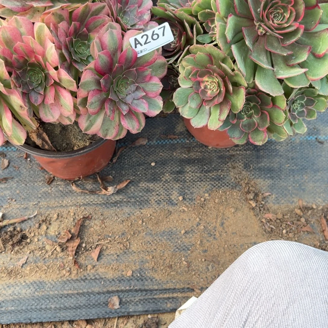 美***）267两颗组合多肉植物法师