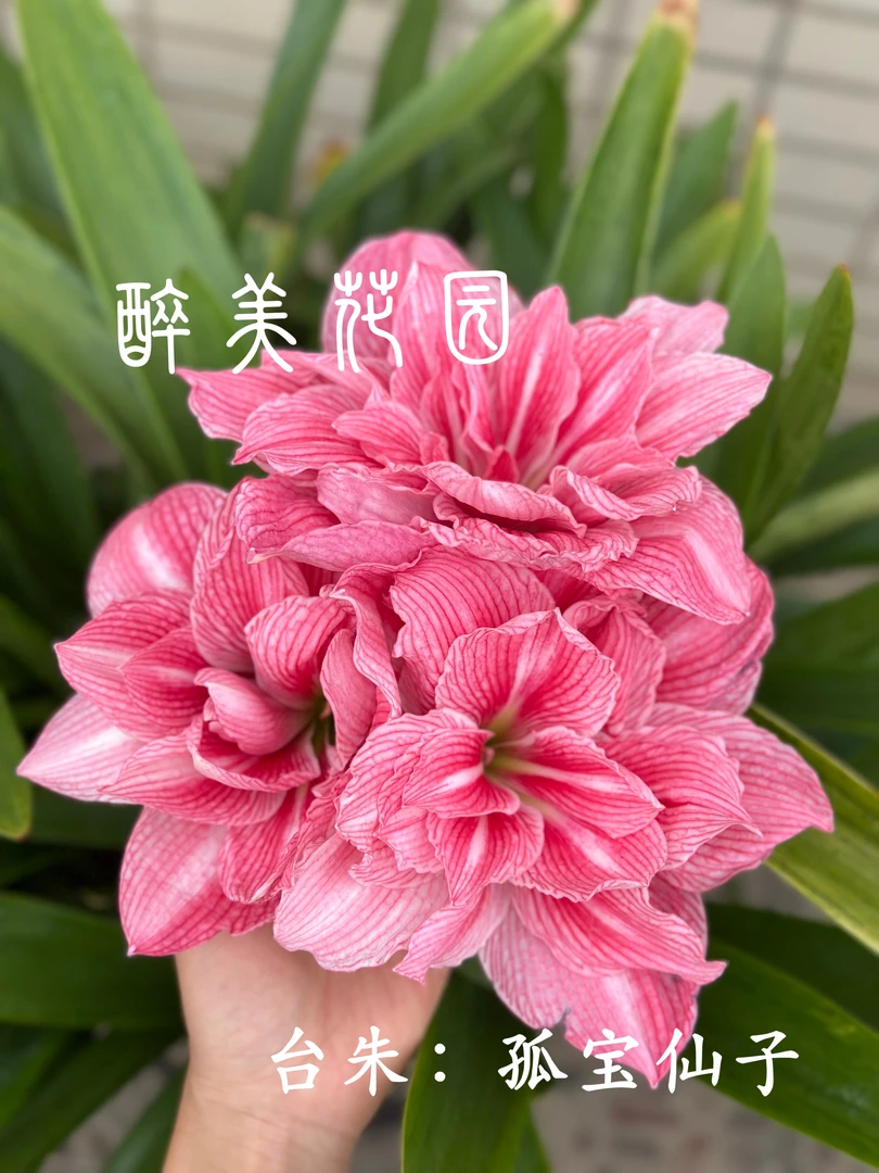 孤宝朱顶红《带盆土发货》，一物一拍