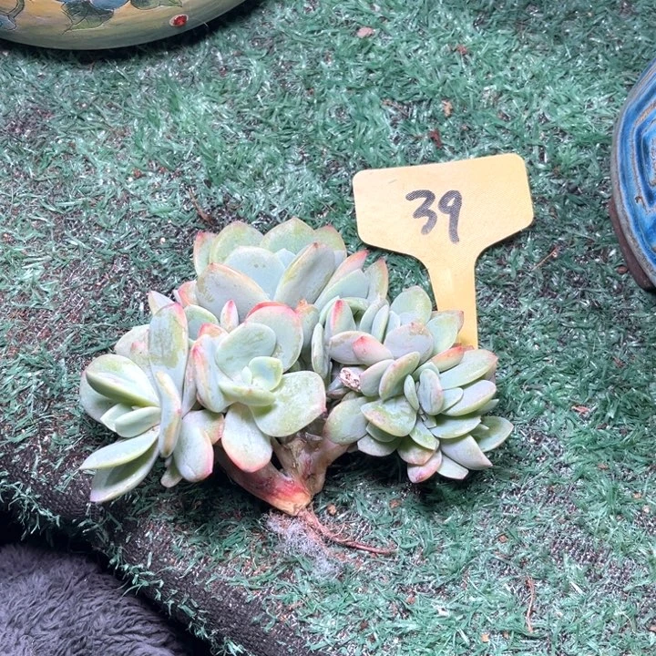 凤39号码牌子的话题了