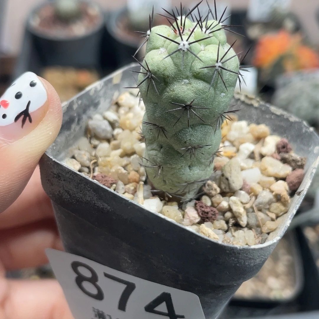 874帝王自根仙人球植物