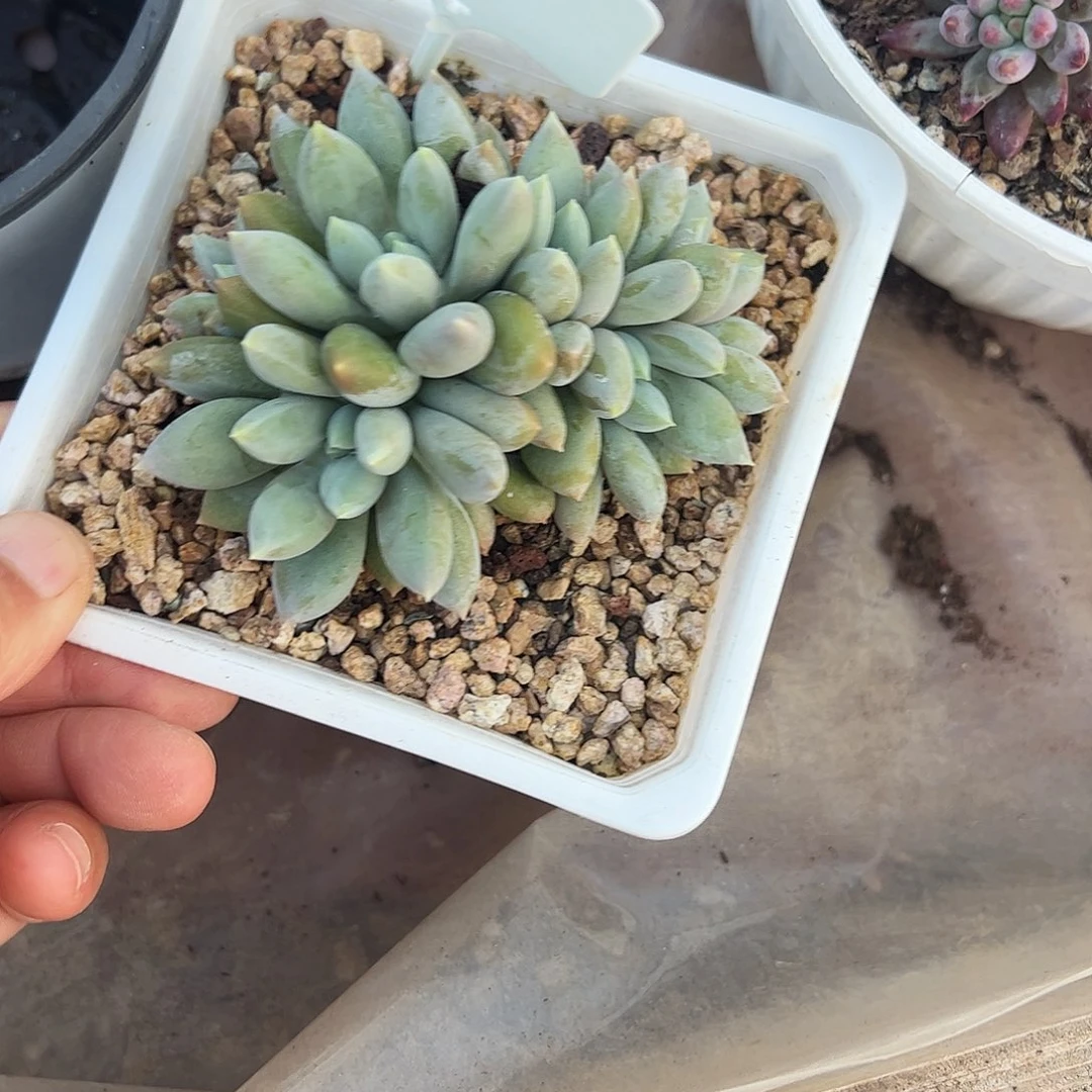 豆****哥特朵朵多肉植物