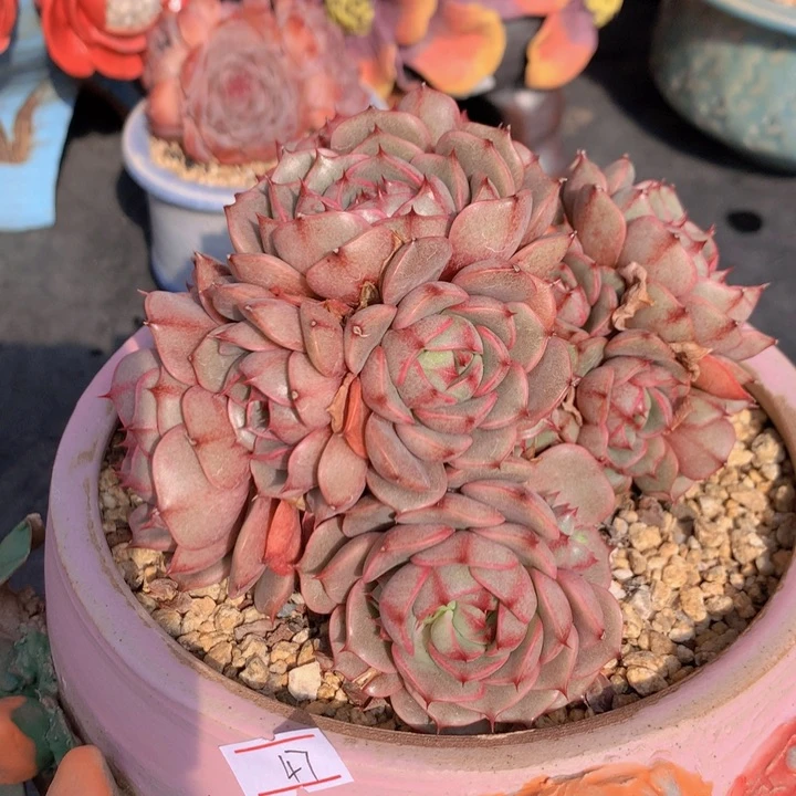 一物一拍脱土洛根发货47