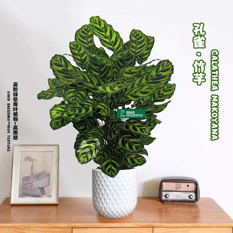 【孔雀竹芋】彩叶竹芋绿植盆栽室内客厅办公室前台美观内花卉植物