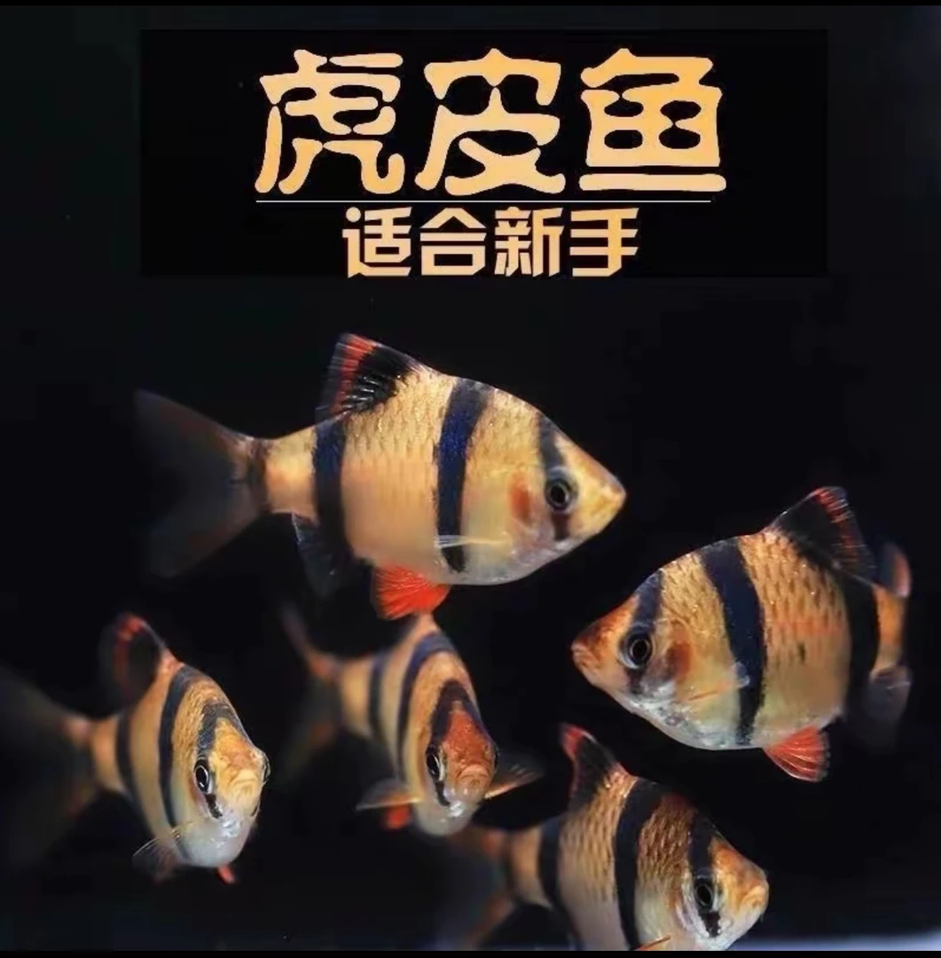 四间虎皮鱼热带淡水小型观赏鱼草缸群游鱼好养皮实耐活新手练手鱼