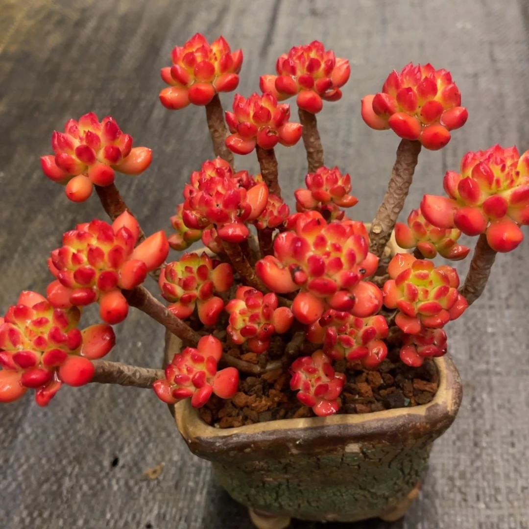 p****n73377337383883