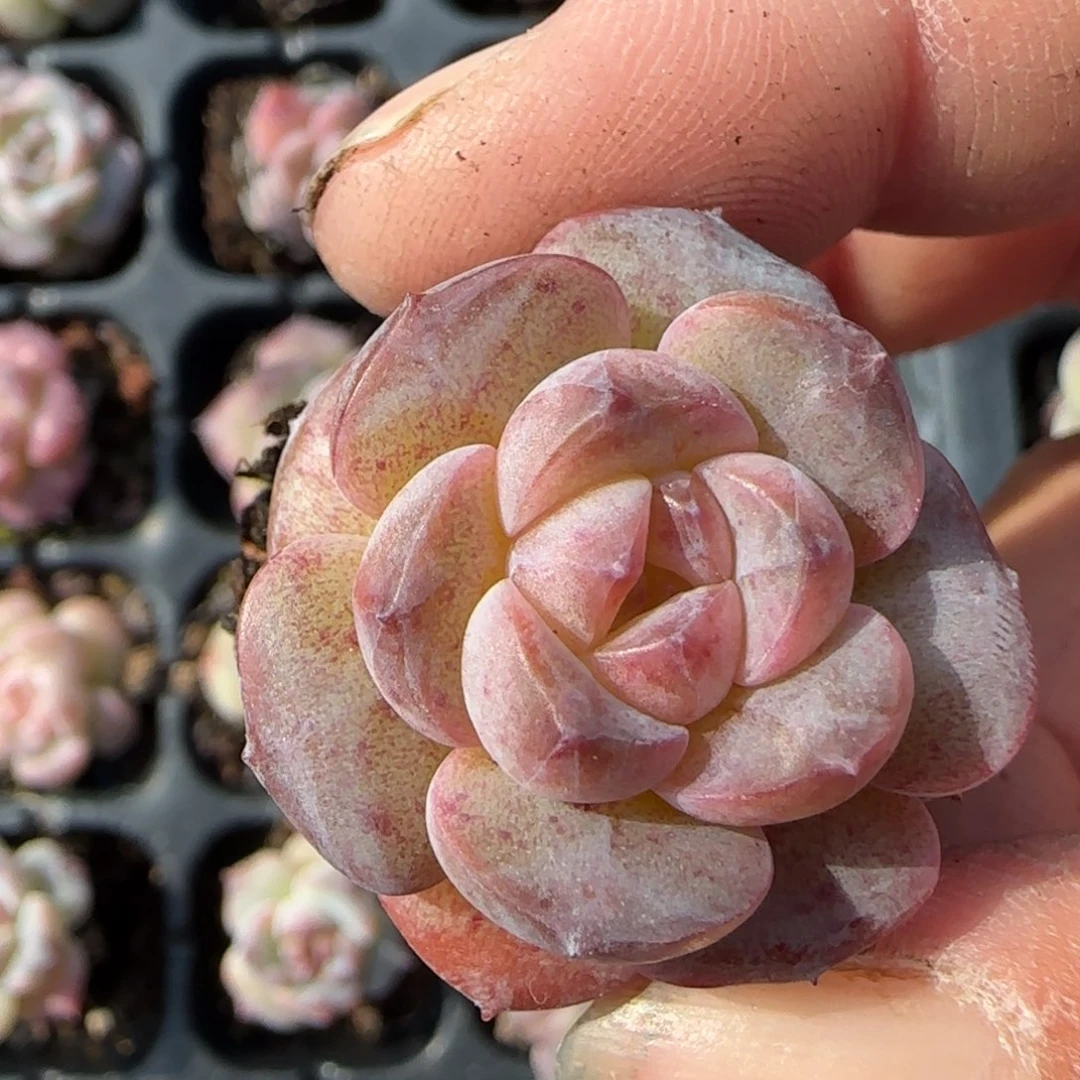 小卡拉米糖心一物一拍24-72