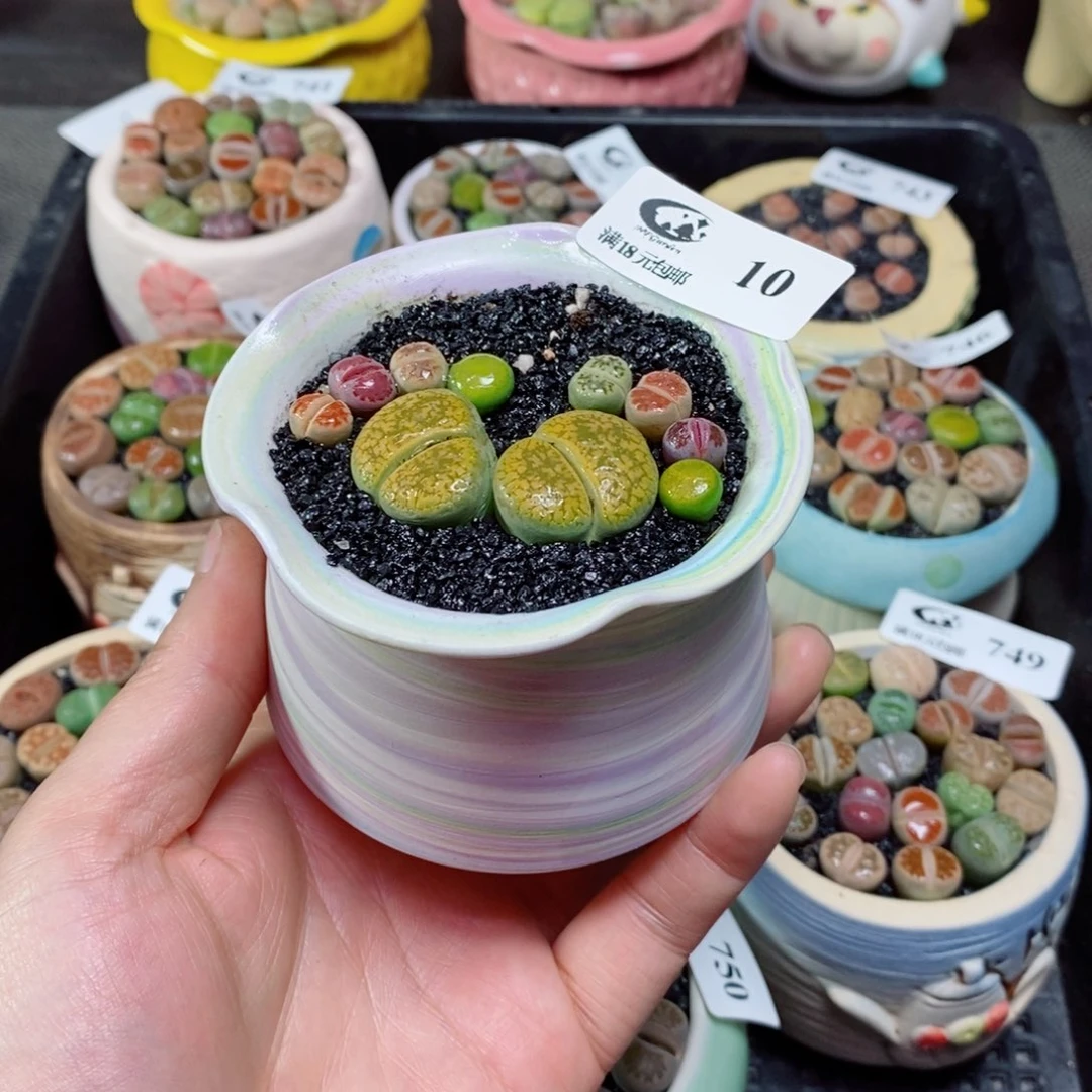 ?****师生石花花花花花花10