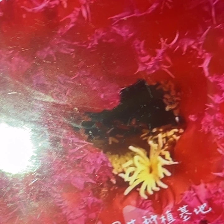 清清园艺根小球尺寸5加瑕疵黑点