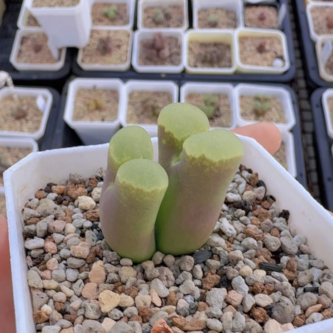 1788 磁铁 9-19-L36。