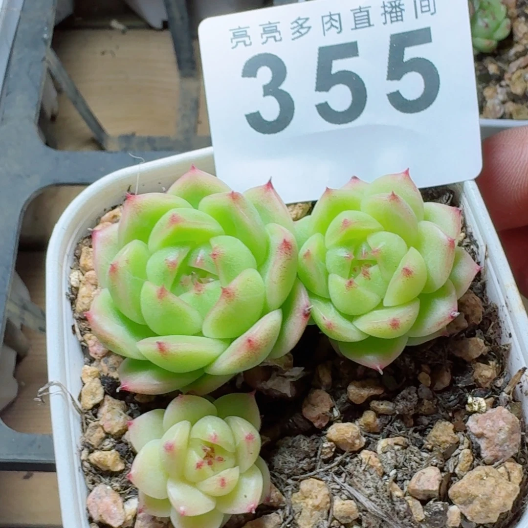 麦秆群生            精美多肉植物