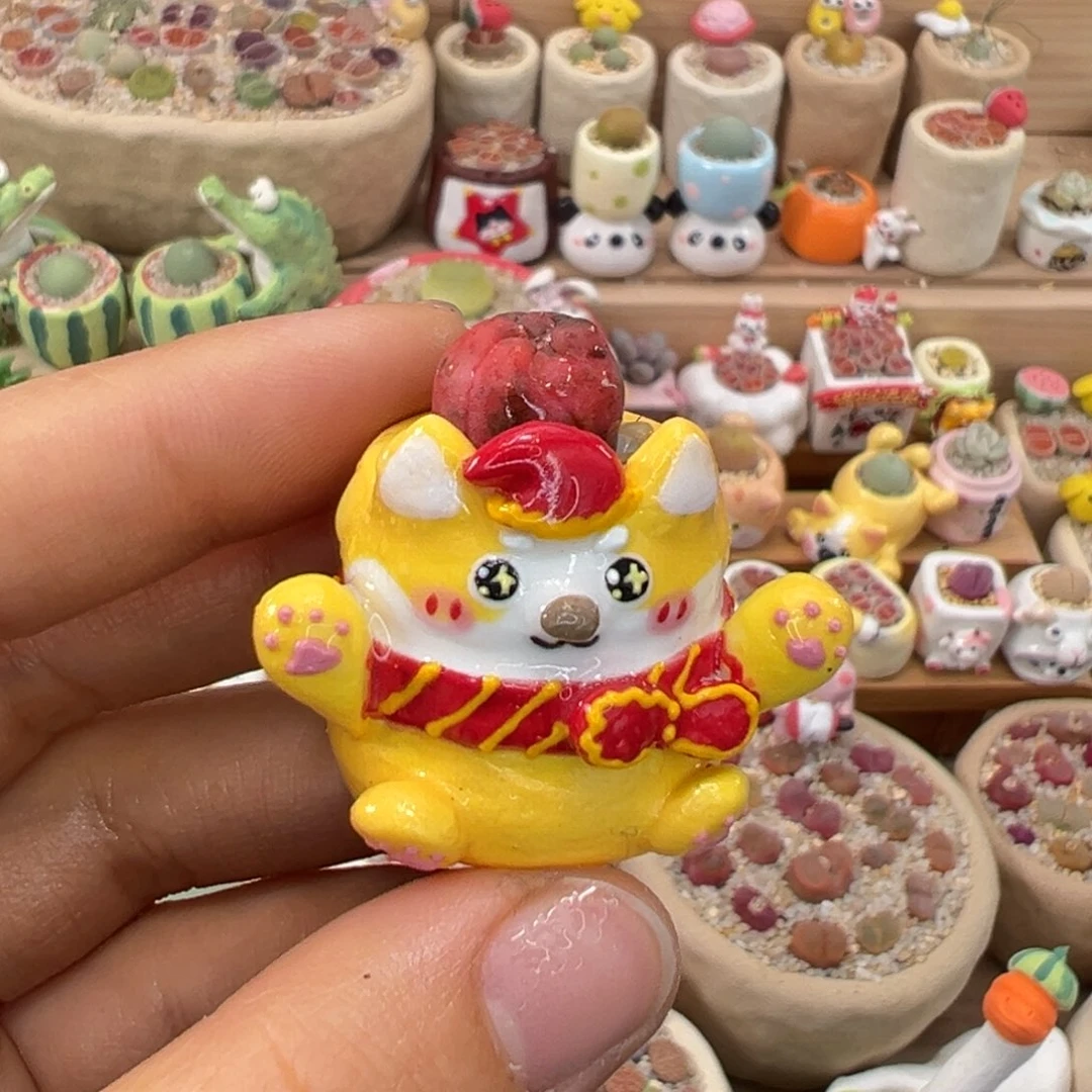 多肉植物103号兜锦