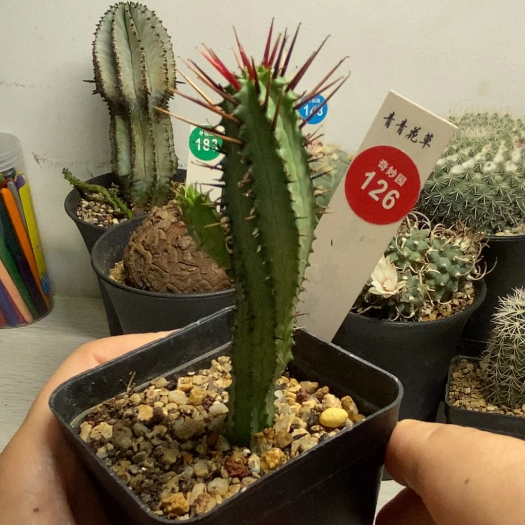 带崽火麒麟一颗仙人球