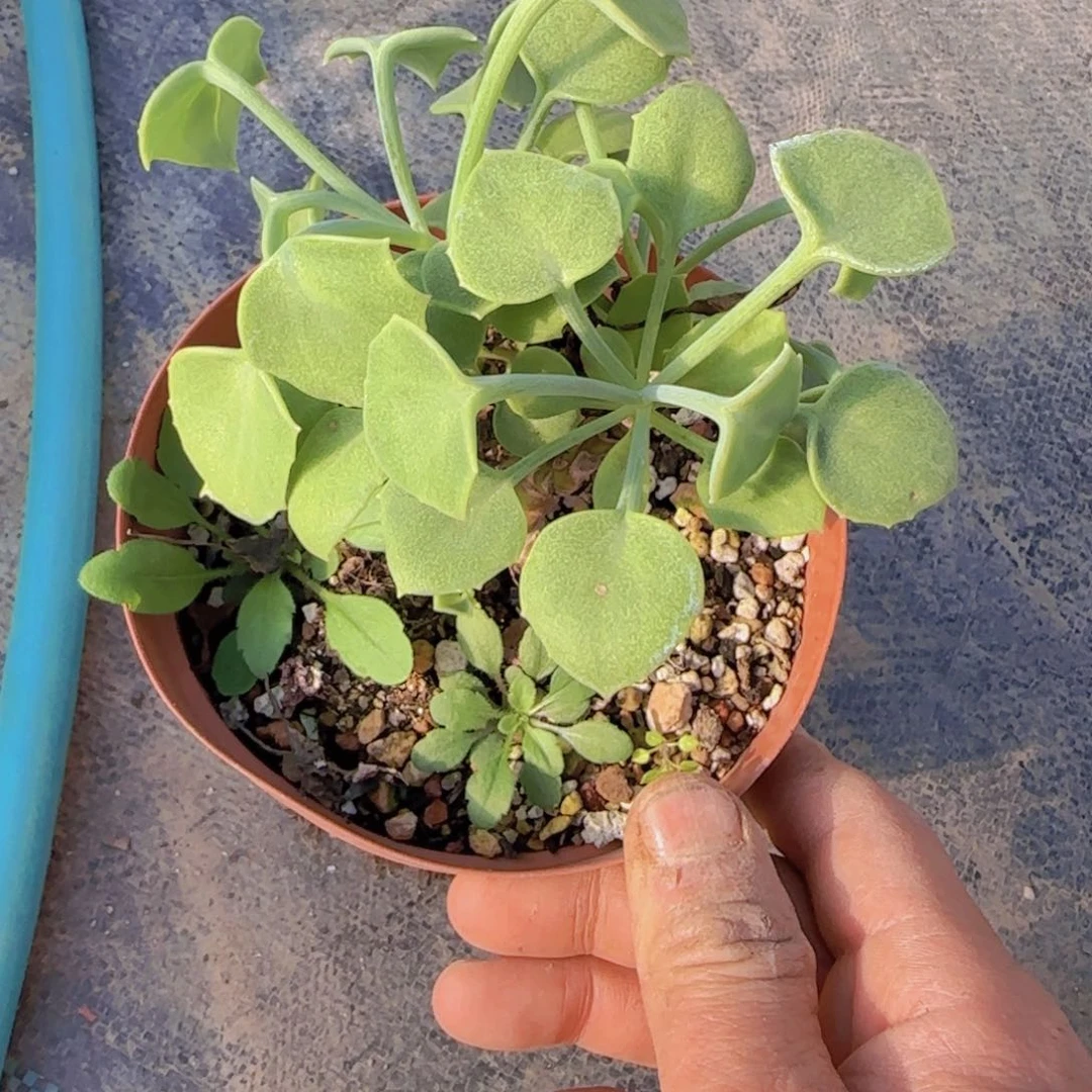 ?*皿块根植物块根植物