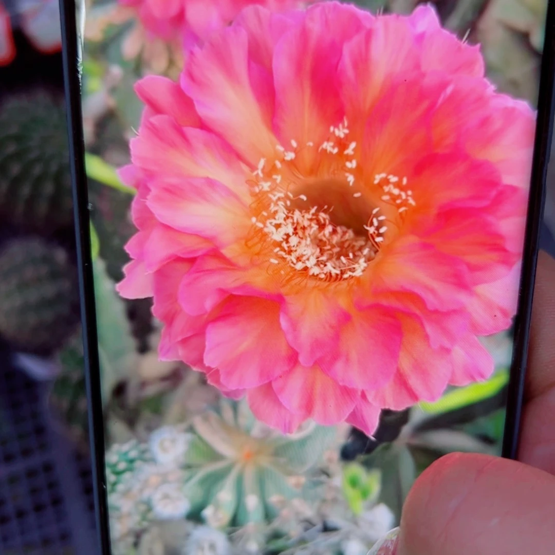 下25彩草爱神斑点歪无根侧芽4公分左右20包邮