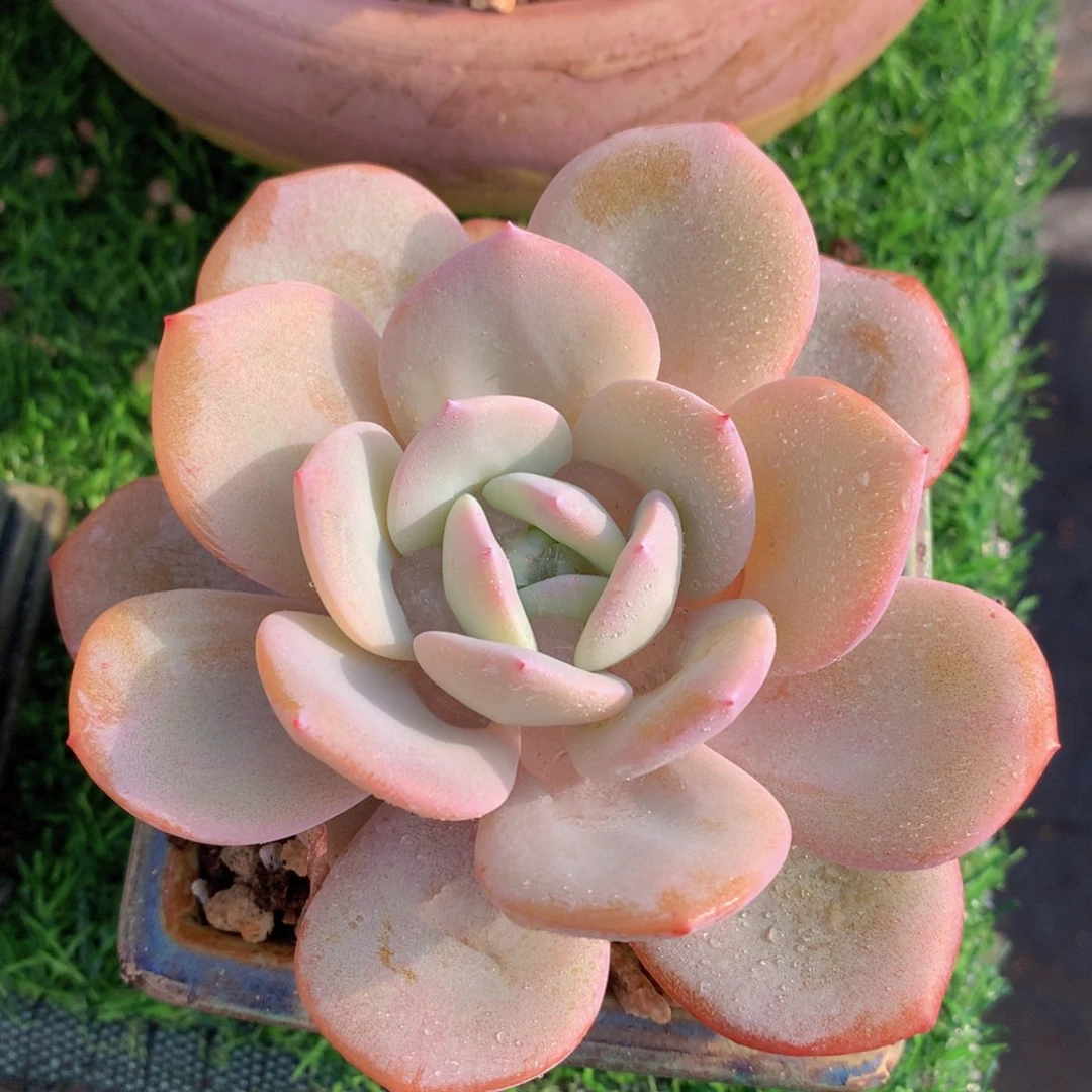 奶茶12 公分一物一拍