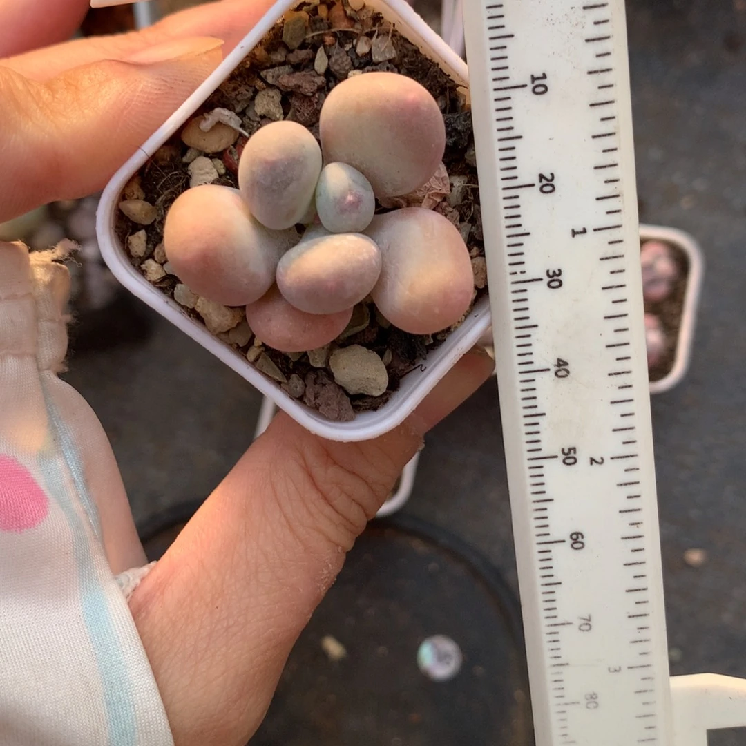 小泡芙奶酪多肉泡芙