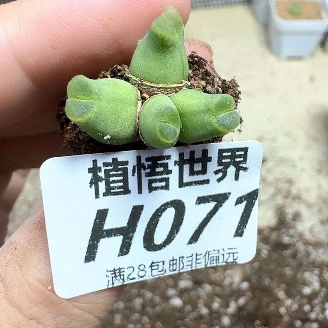 多肉植物的润泽地方