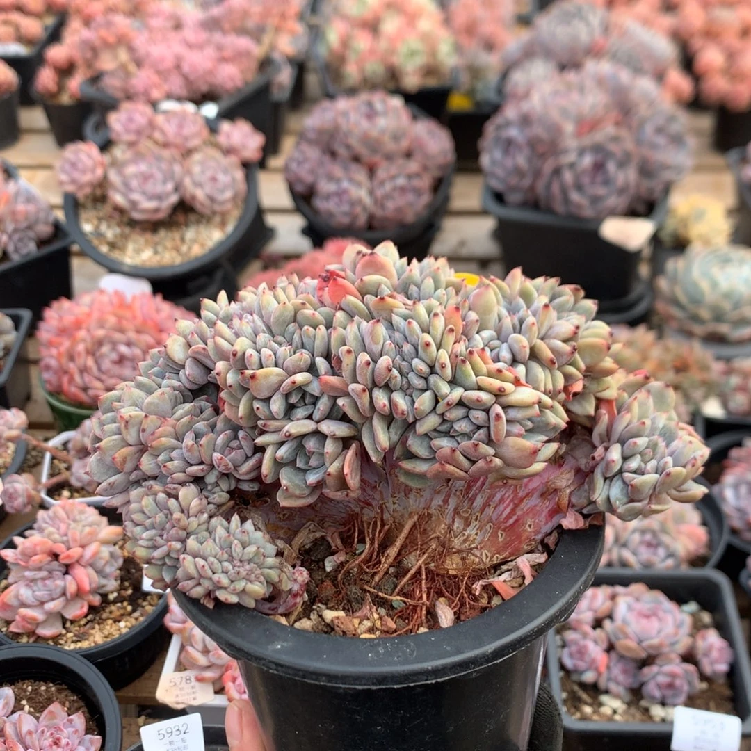 16厘米底切小树高板石榴籽朵缀 406