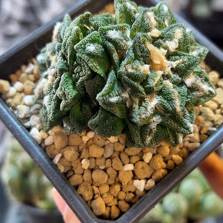 17号自根辛盾7公分