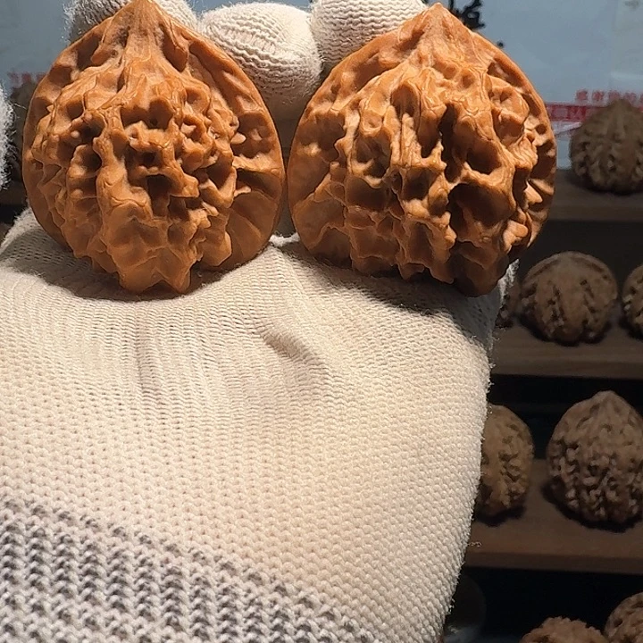 秦岭野生帝王官帽