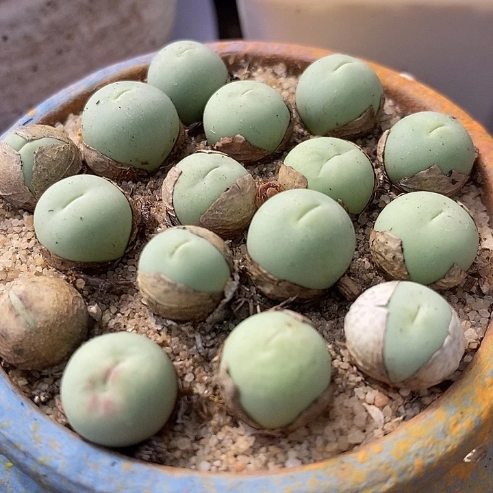 1厘米左右鸽子蛋1颗。