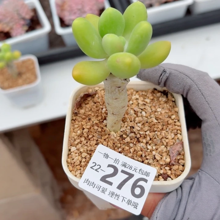 金蝉多肉无盆土发货无盆土发货无