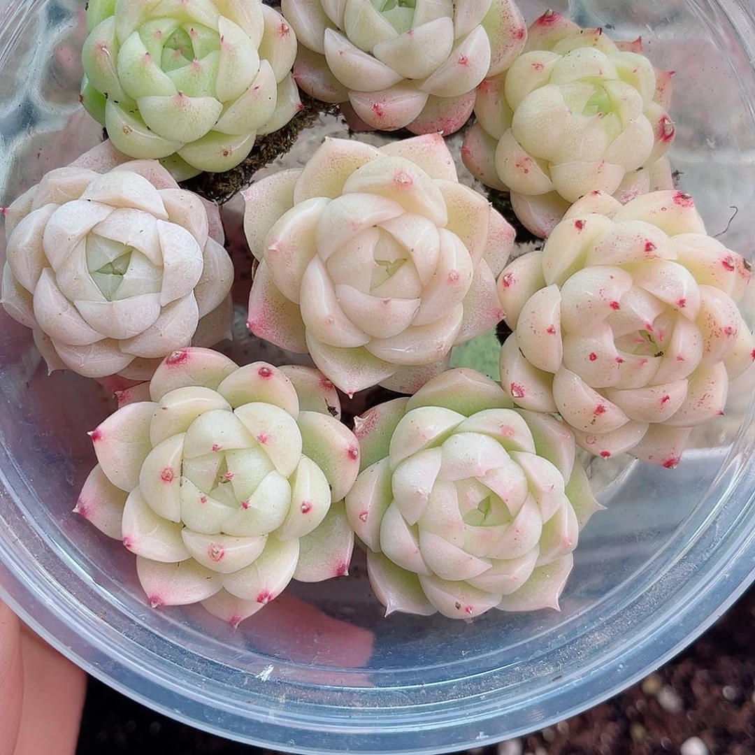 大**女1-893 新疆西藏内蒙不发12.8包邮2-3公