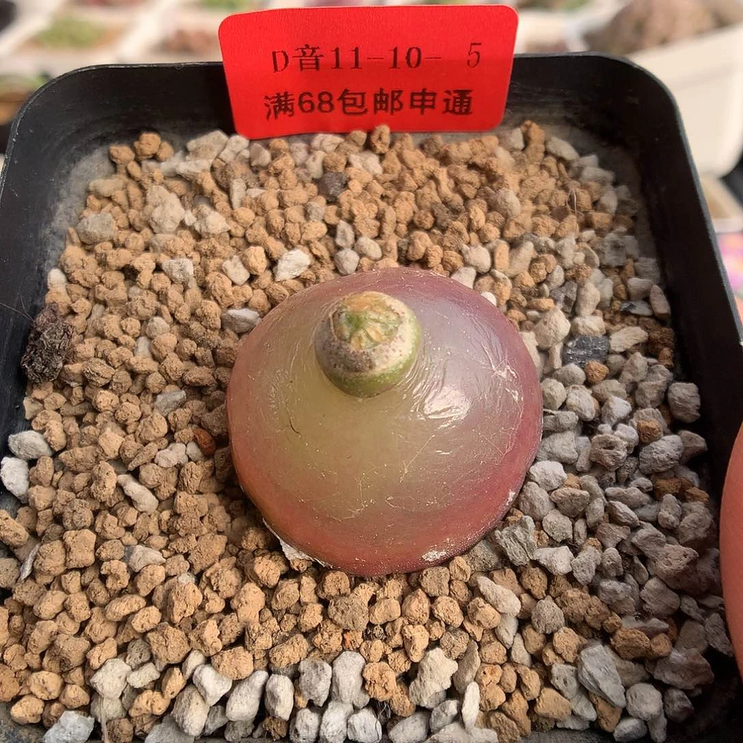 11-10-5  灯泡一颗