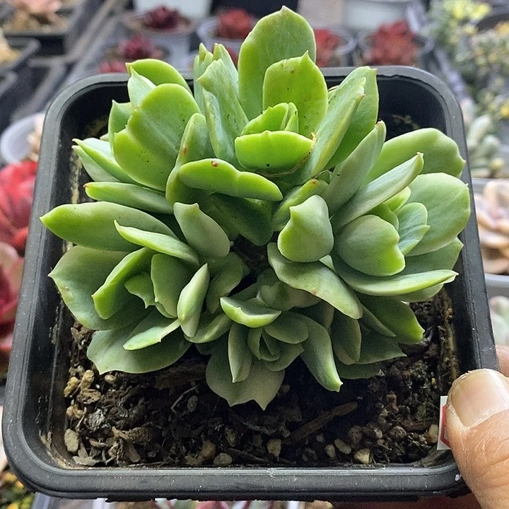 14108碧桃锦群多肉