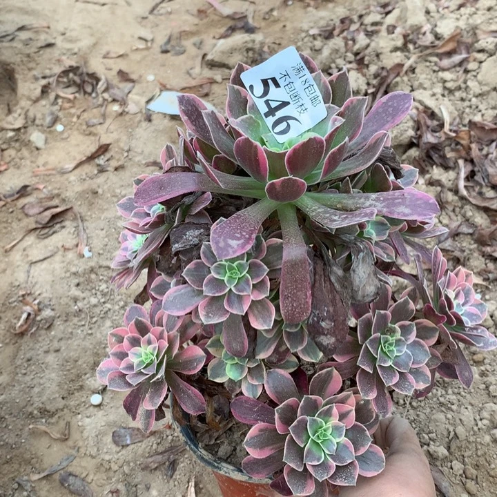 546金丝雀手捧1号