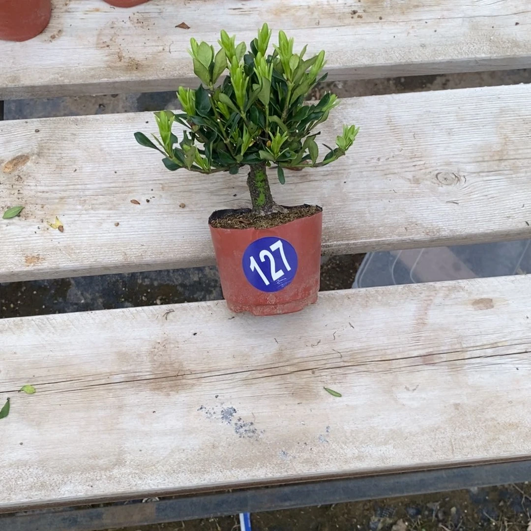 电****工红红火火恍恍惚惚127