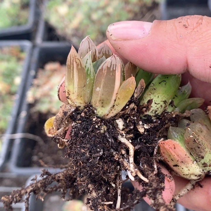 罖*1464。  福利。