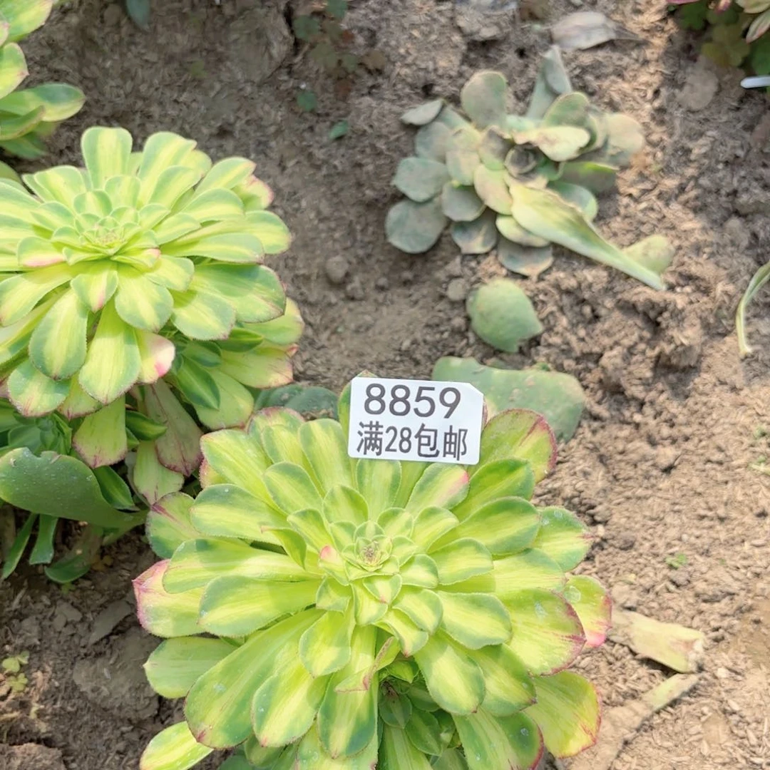 如****?C. 8859知否多肉