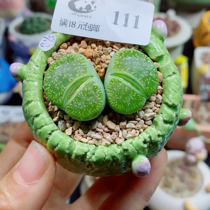 生石花花花花花111