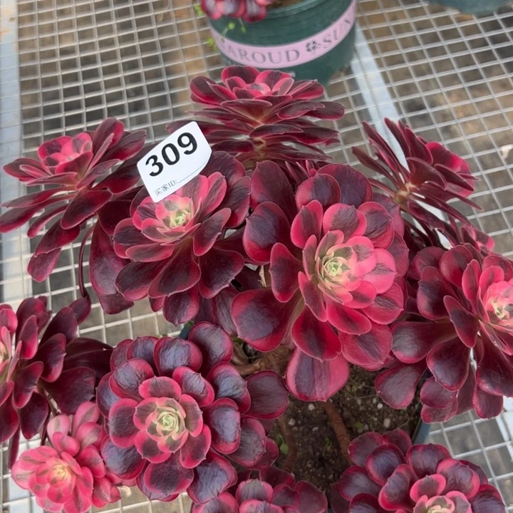 309凤冠30厘米左右