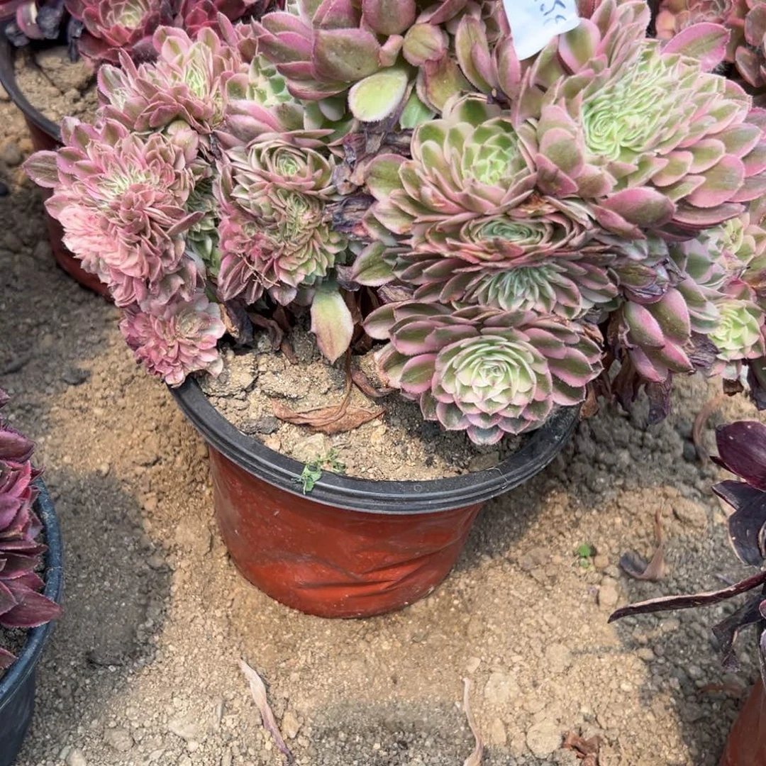 357荔枝缀多肉植物系