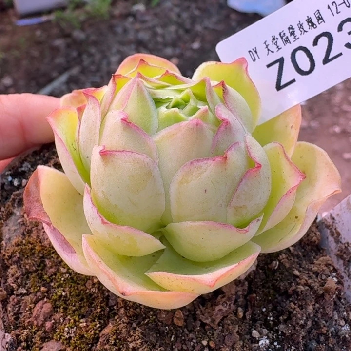 朱023。 黄金体X各种。