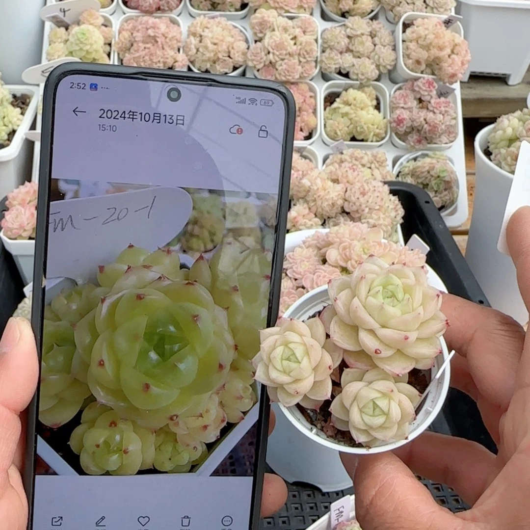 【闪购商品】0221-127（fm-20-1）