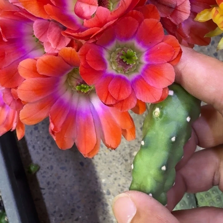 1橘水仙无根侧牙一个软小，20包邮