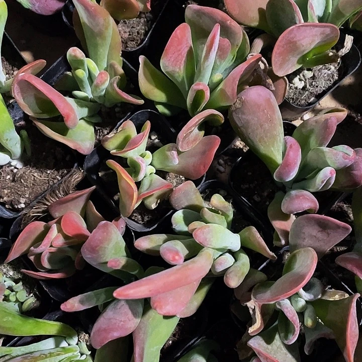 火狐狸带盆土发货