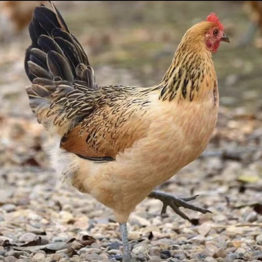 农家散养土鸡青脚绿壳蛋母鸡整只鲜嫩肉质鲜美8只