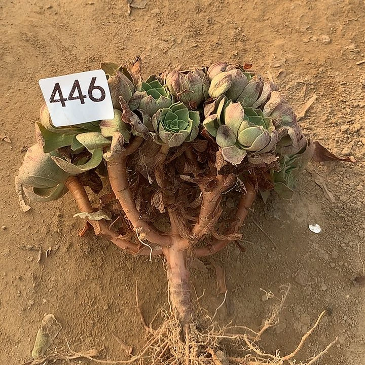 无花朵446万拉丝包子南