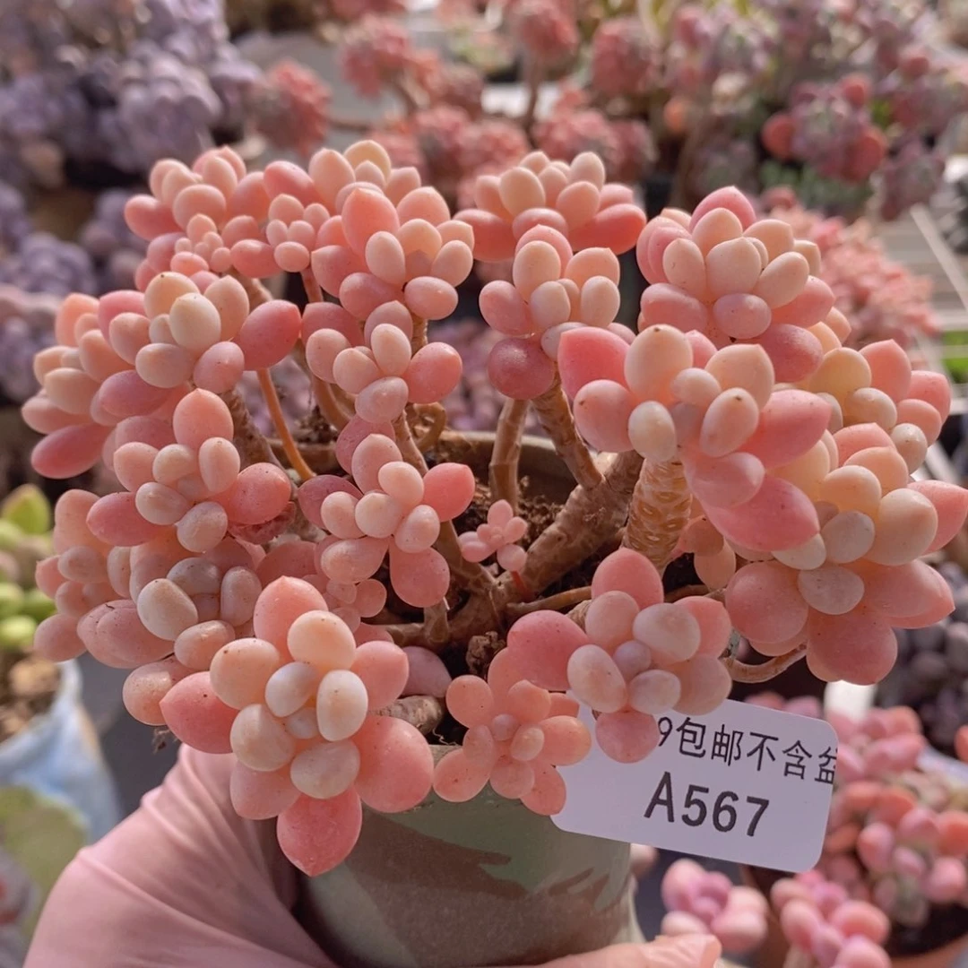 冰淇淋鱼子酱老桩12cm567多肉植物