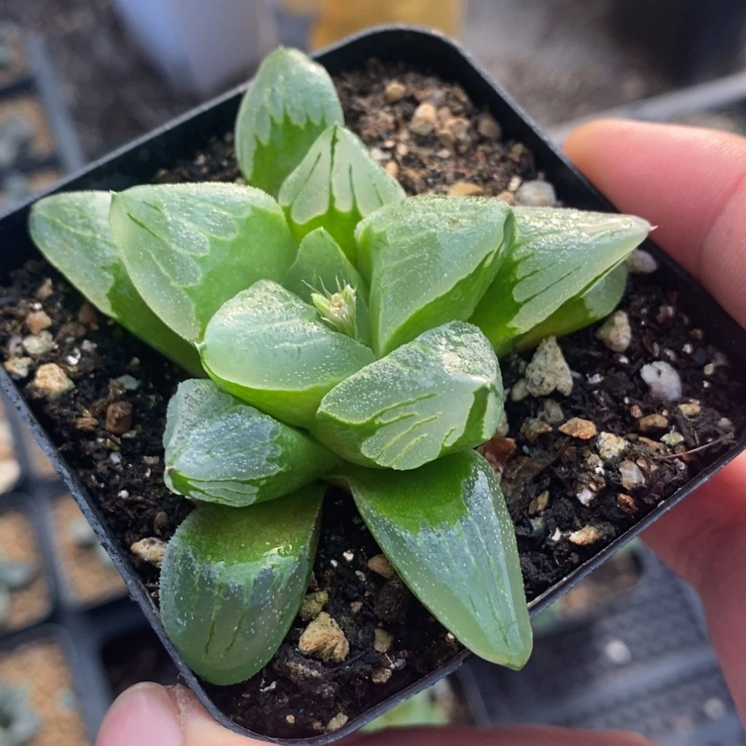 冰城一颗 整点福利