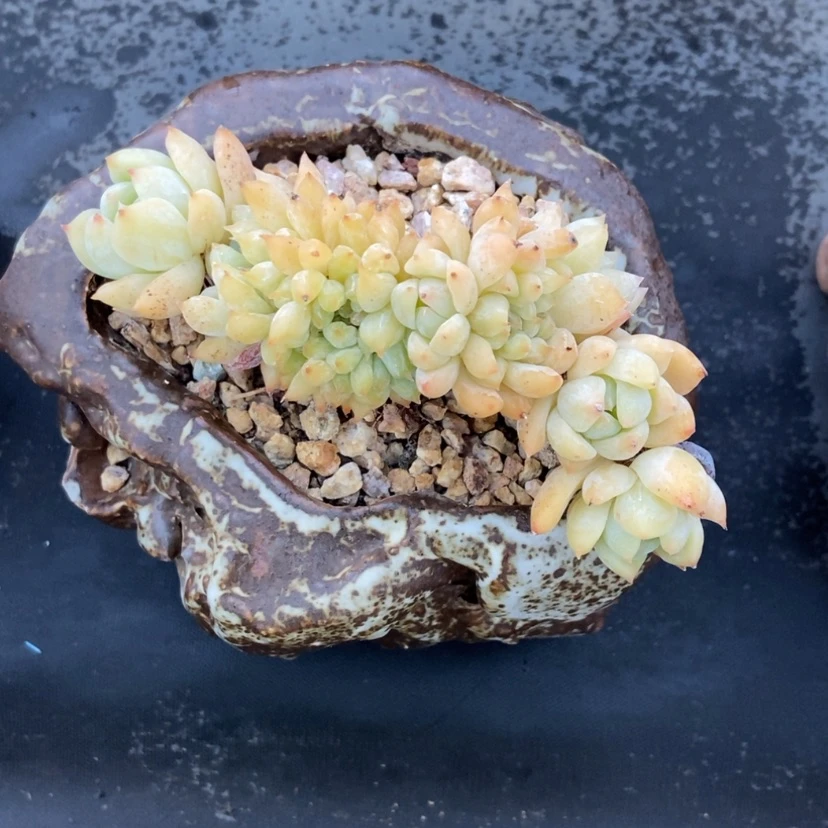 【闪购商品】霜花缀